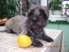 Cairn-Terrier Foto (ID 19689) Cairn-Terrier Hund