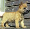 Cairn-Terrier Foto: Cairn Terrier Diva Star 10 Wochen alt (ID 4476) Cairn-Terrier Hund