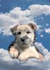 Cairn-Terrier Foto: Jack 5Mon. (ID 3424) Cairn-Terrier Hund