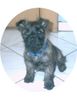 Cairn-Terrier Foto: Emma (ID 25540) Cairn-Terrier Hund