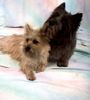 Cairn-Terrier Foto: Jerry&Channel (ID 8816) Cairn-Terrier Hund