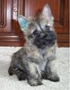 Cairn-Terrier Foto: Jerry-Lee 12 Wochen alt (ID 10804) Cairn-Terrier Hund