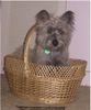 Cairn-Terrier Foto (ID 5947) Cairn-Terrier Hund