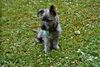 Cairn-Terrier Foto (ID 20038) Cairn-Terrier Hund