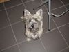 Cairn-Terrier Foto: Quentin (Buddy) von den Rheinpiraten 7 Monate (ID 6568) Cairn-Terrier Hund