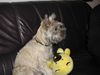 Cairn-Terrier Foto: Quentin (Buddy) von den Rheinpiraten 6 Monate (ID 6092) Cairn-Terrier Hund
