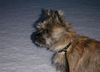 Cairn-Terrier Foto: Das ist unser Chico (ID 11149) Cairn-Terrier Hund