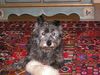 Cairn-Terrier Foto: Hoggle, 15 Jahre (ID 15109) Cairn-Terrier Hund