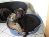Cairn-Terrier Foto: Kein Korb ist zu klein! (ID 21456) Cairn-Terrier Hund