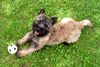 Cairn-Terrier Foto: Ob ich jetzt wohl ein Leckerli bekomme (ID 15007) Cairn-Terrier Hund