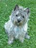 Cairn-Terrier Foto: this ist skipper (ID 6436) Cairn-Terrier Hund