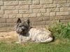 Cairn-Terrier Foto: this ist skipper (ID 6437) Cairn-Terrier Hund
