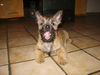 Cairn-Terrier Hund