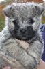 Cairn-Terrier Foto: Hi, ich bin Sugar Baby (ID 7297) Cairn-Terrier Hund