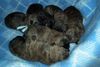 Cairn-Terrier Foto: cairn terrier puppies, 5 tage alt (ID 6429) Cairn-Terrier Hund