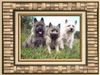 Cairn-Terrier Foto: Unsere kleinen fröhlichen Herzensbrecher! (ID 26129) Cairn-Terrier Hund