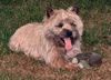 Cairn-Terrier Foto: Mein Cairn-Terrier Aïki (ID 6425) Cairn-Terrier Hund