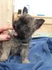 Cairn-Terrier Foto: unsere Akira mit 10 Wochen (ID 14511) Cairn-Terrier Hund