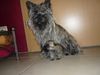 Cairn-Terrier Foto: Mama Betzi mit Boromir (ID 46453) Cairn-Terrier Hund