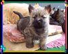 Cairn-Terrier Foto: Cairn-Terrier-Welpen von der Iburg 7.Wochen (ID 20389) Cairn-Terrier Hund