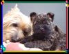 Cairn-Terrier Foto: Cairn-Terrier-Welpen von der Iburg 7.Wochen (ID 20390) Cairn-Terrier Hund