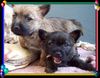 Cairn-Terrier Foto: Cairn-Terrier-Welpen von der Iburg 7.Wochen (ID 20391) Cairn-Terrier Hund
