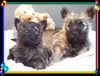 Cairn-Terrier Foto: Cairn-Terrier-Welpen von der Iburg 7.Wochen (ID 20392) Cairn-Terrier Hund