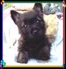 Cairn-Terrier Foto: Cairn-Terrier-Welpen von der Iburg 7.Wochen (ID 20393) Cairn-Terrier Hund