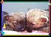 Cairn-Terrier Foto: Cairn-Terrier-Welpen von der Iburg 7.Wochen (ID 20394) Cairn-Terrier Hund