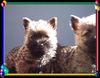 Cairn-Terrier Foto: Cairn-Terrier-Welpen von der Iburg 7.Wochen (ID 20395) Cairn-Terrier Hund