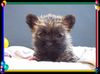 Cairn-Terrier Foto: Cairn-Terrier-Welpen von der Iburg 7.Wochen (ID 20396) Cairn-Terrier Hund
