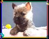Cairn-Terrier Foto: Cairn-Terrier-Welpen von der Iburg 7.Wochen (ID 20397) Cairn-Terrier Hund