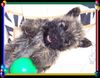 Cairn-Terrier Foto: Cairn-Terrier-Welpen von der Iburg 7.Wochen (ID 20398) Cairn-Terrier Hund