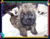 Cairn-Terrier Foto: Cairn-Terrier-Welpen von der Iburg 7.Wochen (ID 20399) Cairn-Terrier Hund