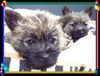 Cairn-Terrier Foto: Cairn-Terrier-Welpen von der Iburg 7.Wochen (ID 20400) Cairn-Terrier Hund