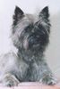 Cairn-Terrier Foto: Hydecastle Billy-Boy...unser liebenswerter Sturkopf (ID 6661) Cairn-Terrier Hund