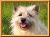 Cairn-Terrier Foto: Unser Fotomodel (ID 25458) Cairn-Terrier Hund