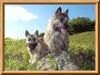 Cairn-Terrier Foto: Unsere Gartenarbeiter (ID 25466) Cairn-Terrier Hund