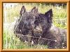 Cairn-Terrier Foto: Oma ich habe dich sehr lieb! (ID 25459) Cairn-Terrier Hund