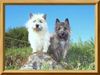 Cairn-Terrier Foto: Leo u.Kelli (ID 25461) Cairn-Terrier Hund