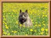 Cairn-Terrier Foto: Onkel Leo! (ID 25460) Cairn-Terrier Hund