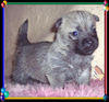Cairn-Terrier Foto: CAIRN-WELPE 4.wochen (ID 25462) Cairn-Terrier Hund