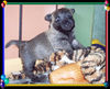 Cairn-Terrier Foto: Cairn-Terrier Welpe 4.wo. (ID 25465) Cairn-Terrier Hund