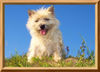 Cairn-Terrier Foto: Garteumgestalterin (ID 25463) Cairn-Terrier Hund