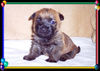 Cairn-Terrier Foto: Cairn-Terrier Welpe 4.wo. (ID 25464) Cairn-Terrier Hund