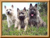 Cairn-Terrier Foto (ID 25457) Cairn-Terrier Hund