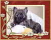 Cairn-Terrier Foto: Unser kleines Fotomodel ( 7. wochen ) (ID 26126) Cairn-Terrier Hund