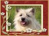 Cairn-Terrier Foto: KELLI. (ID 26127) Cairn-Terrier Hund