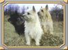 Cairn-Terrier Foto: Wir sind die drei am Platze,und jagen jede Katze (ID 26128) Cairn-Terrier Hund