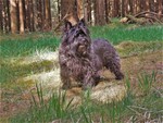Cairn-Terrier Foto: Schwarzer Cairn-Terrier von-der-Iburg (ID 47403) Cairn-Terrier Hund